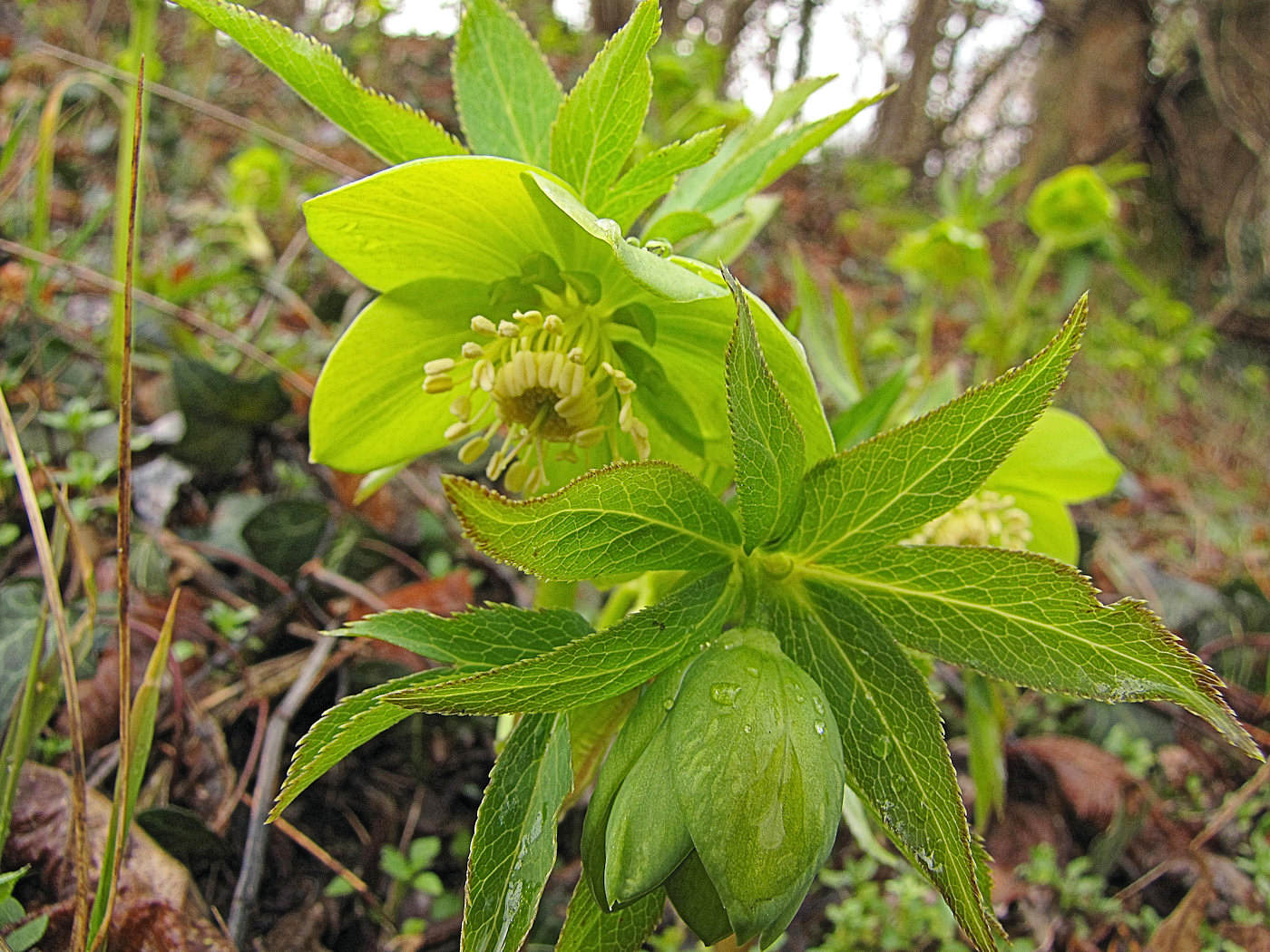 Elleboro verde